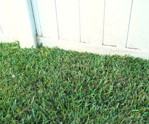 Grass Seed Mat a 49,99€